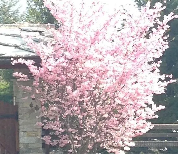 Mon Reve 住宿加早餐酒店 奥斯塔